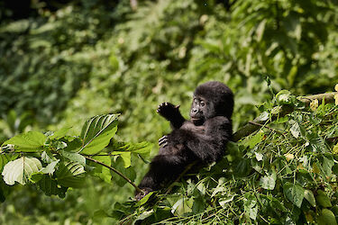 Tag 14 & 15: Gorillas im Bwindi-Impenetrable-Nationalpark