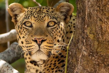 Leopard in Südtansania