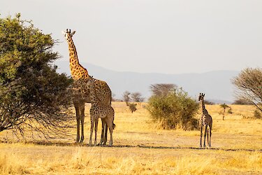 Giraffen in Südtansania